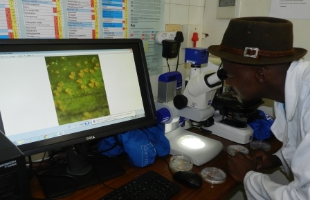Student working with a dissection microscope